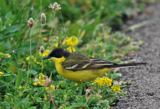 Cutrettola (Motacilla feldegg)